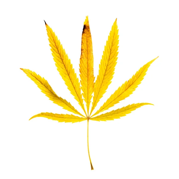 白色背景上的大麻的黄叶 — 图库照片