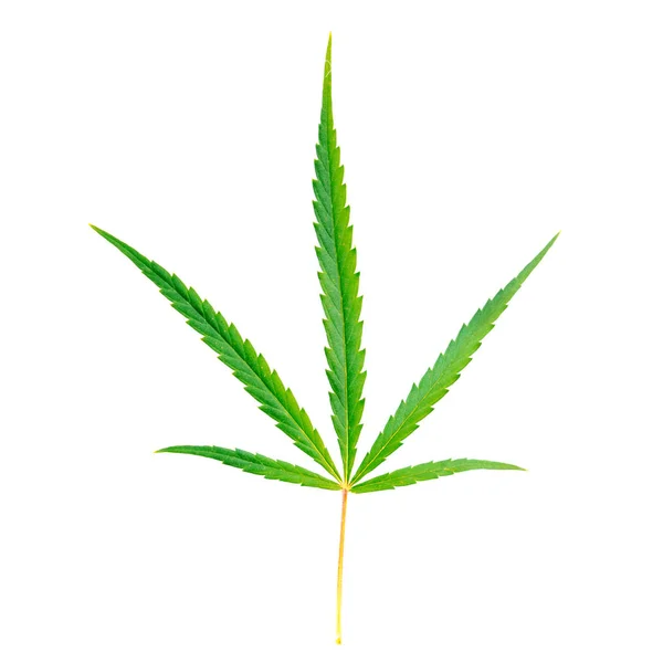 Zelený List Marihuany Bílém Pozadí Izolovaný — Stock fotografie