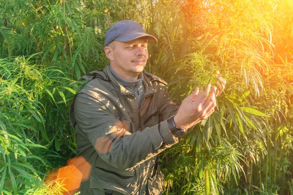 Uomo Adulto Berretto Una Piantagione Cannabis Alla Luce Del Sole — Foto Stock