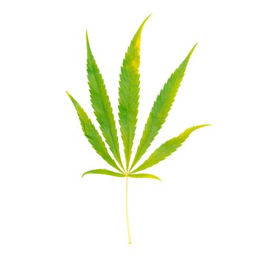 Esrar beyaz zemin üzerine yeşil yaprak. İzole