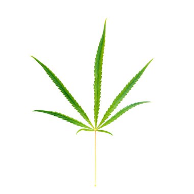 Kenevir beyaz zemin üzerine yeşil yaprak. İzole
