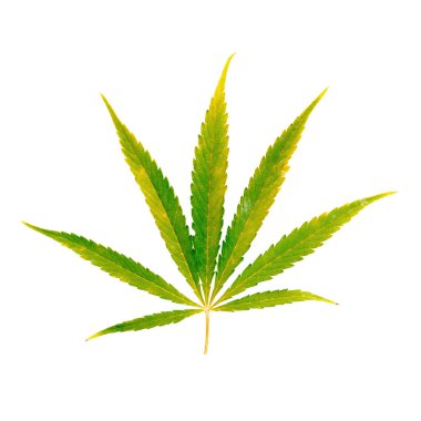 Esrar beyaz zemin üzerine yeşil yaprak. İzole