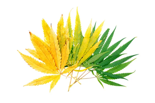 Cannabis Amarela Verde Sai Num Fundo Branco Isolados — Fotografia de Stock
