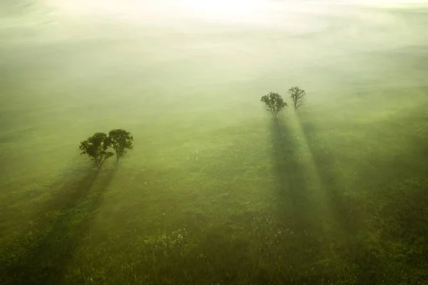 Árvores Campo Verde Coberto Com Nevoeiro Vista Superior — Fotografia de Stock