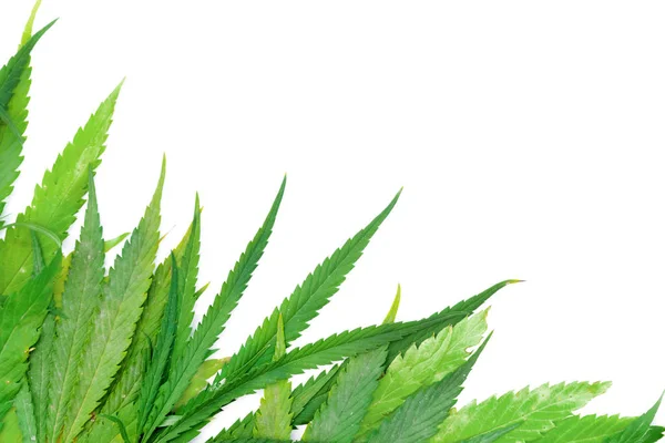 Hojas Cannabis Verde Sobre Fondo Blanco Primer Plano Espacio Para —  Fotos de Stock