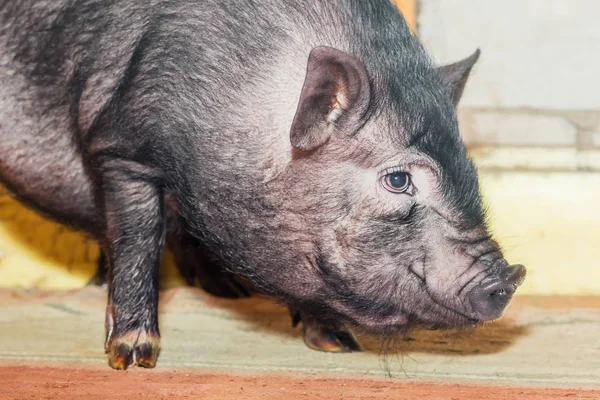 Vietnamese Pot-bellied pig. Cute little black piglet. Pig breeding