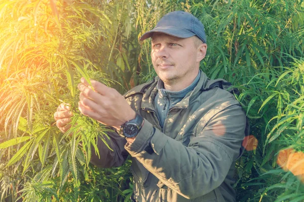 Uomo Adulto Berretto Una Piantagione Cannabis Alla Luce Del Sole — Foto Stock