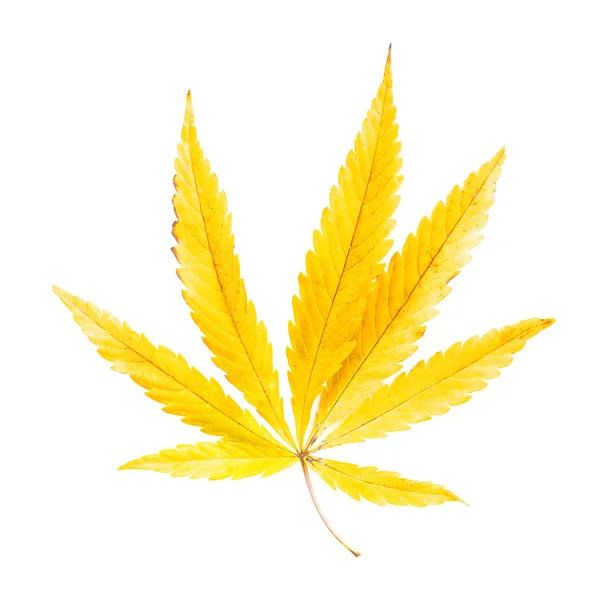 Folha Amarela Cannabis Sobre Fundo Branco Isolados — Fotografia de Stock
