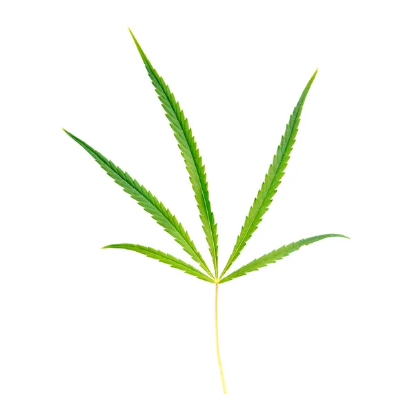 Feuille Verte Cannabis Sur Fond Blanc Isolé — Photo