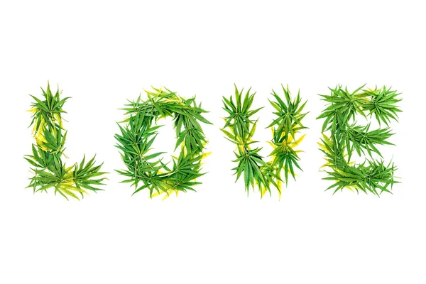 Palavra Amor Feita Folhas Cannabis Verde Fundo Branco Isolados — Fotografia de Stock