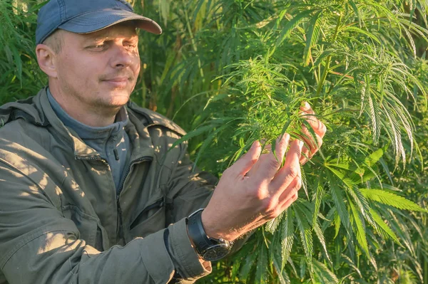 Uomo Adulto Con Cappello Tocca Foglia Cannabis Campo Canapa — Foto Stock