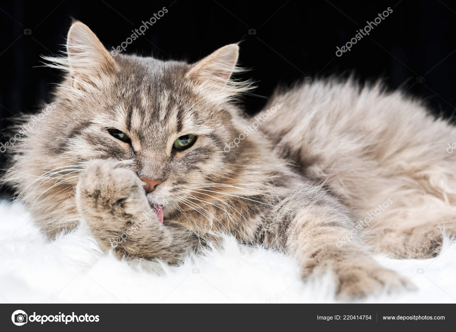 Лижет под одеялом лижет — photo 1