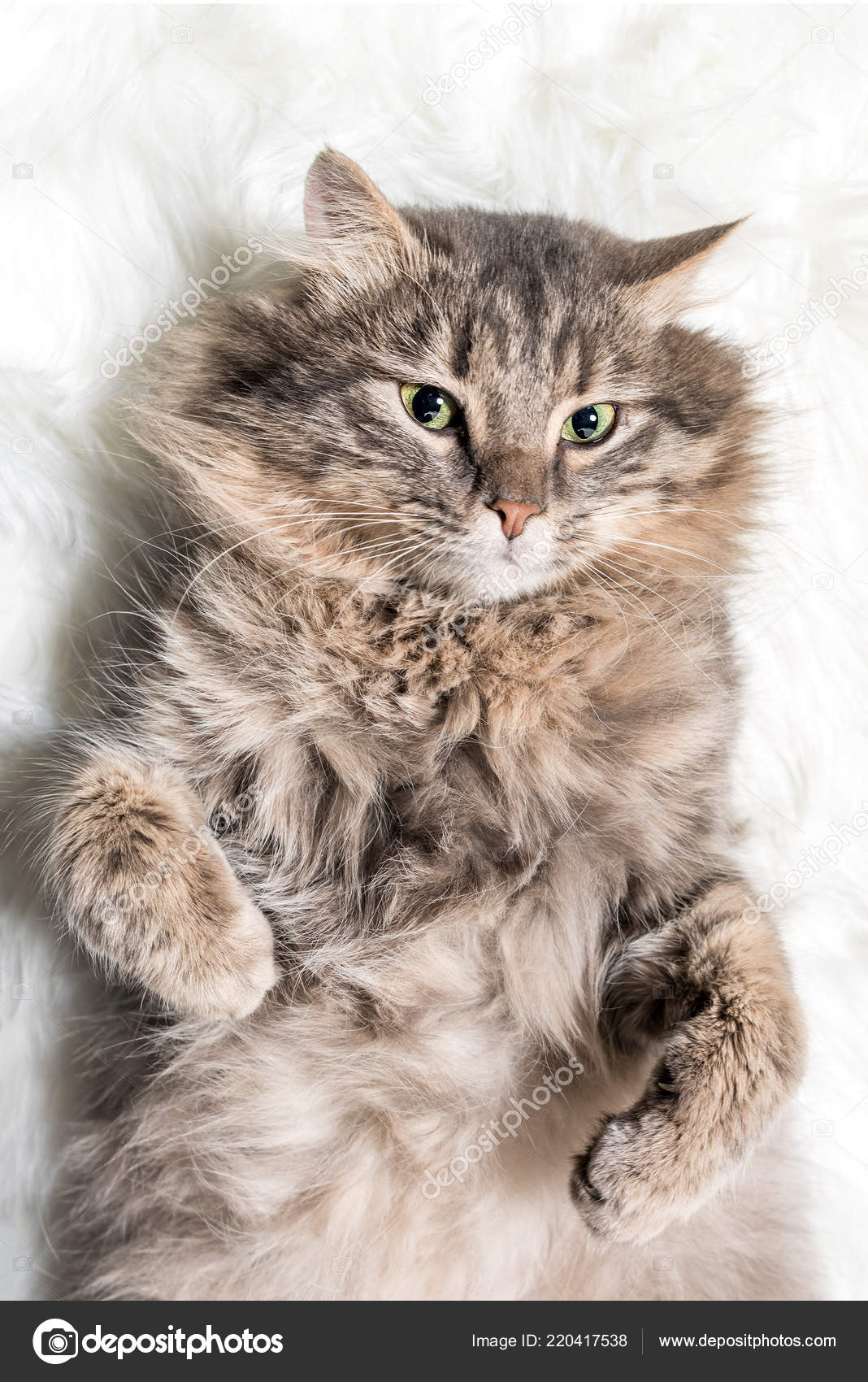 Gray Fluffy Cat Lying White Fur Blanket \u2014 Stock Photo