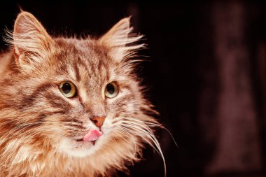 Yeşil gözlü kabarık kahverengi kedi yakın çekim