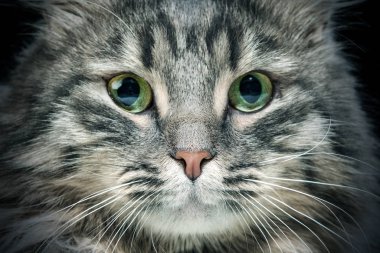 Gri tüylü kedi, Başkanı yakın çekim