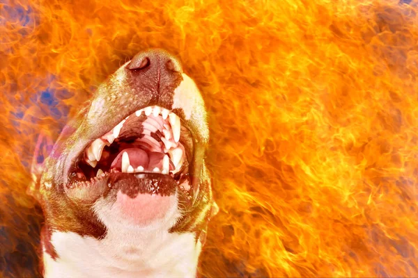 Aggressive bull terrier dog in the flame