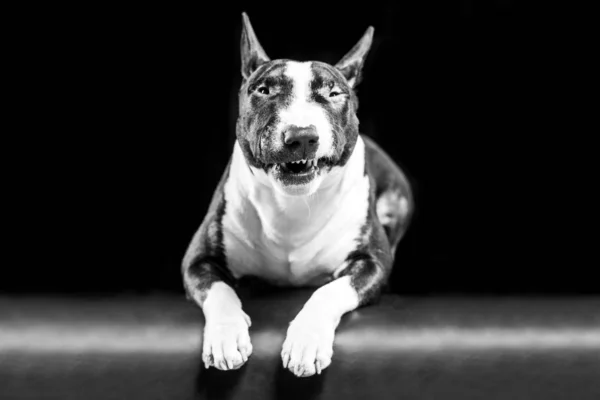 Aggressive spotted Bull Terrier lying on a black background. Toned