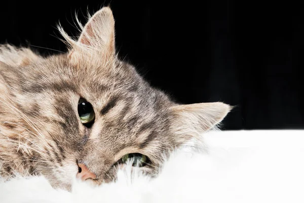 Tête Chat Gris Couché Sur Une Couverture Fourrure Blanche Gros — Photo