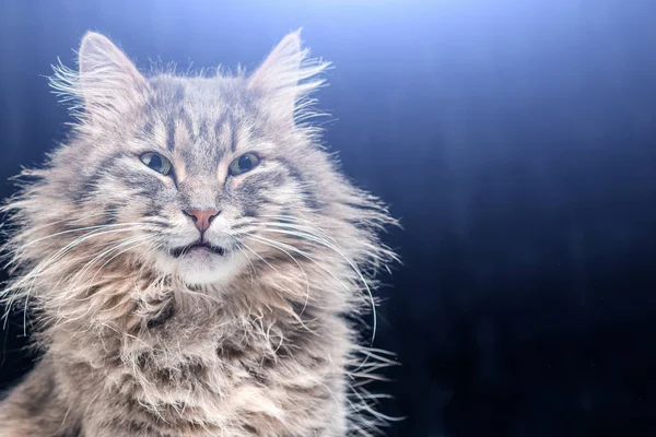 Grå Fluffig Katt Det Blå Skenet Närbild — Stockfoto