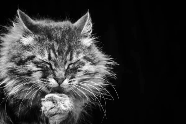 黒の背景に彼の足を舐めているふわふわの灰色猫クローズ アップ — ストック写真