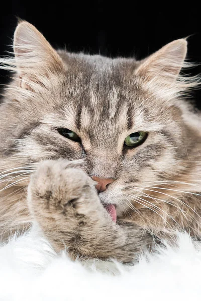 Chat Gris Moelleux Léchant Patte Sur Fond Noir Gros Plan — Photo