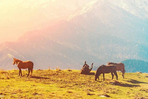 Άλογα Στα Βουνά Στο Ηλιοβασίλεμα — Φωτογραφία Αρχείου