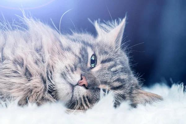 Cabeza Gato Gris Acostado Sobre Una Manta Piel Blanca Primer —  Fotos de Stock