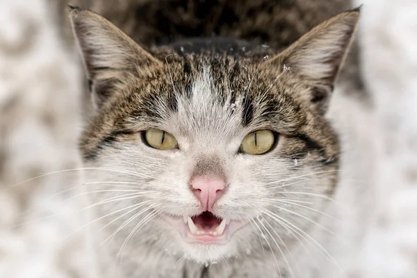 Smutsiga Hemlösa Katten Snö — Stockfoto