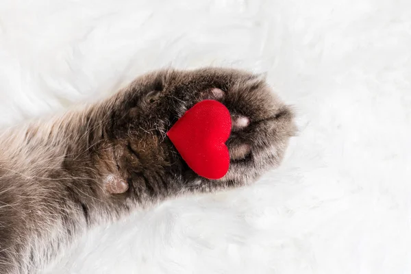 Cat Paw Red Heart White Fur Background — стоковое фото