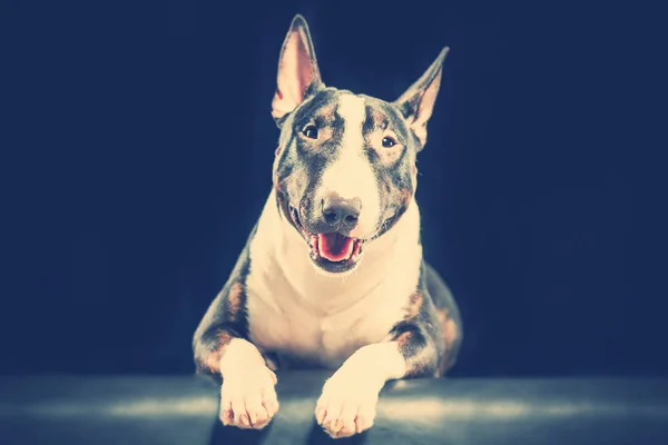 Spotted Bull Terrier Couché Sur Fond Noir Tonique — Photo