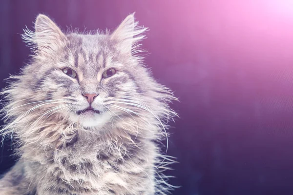 Grå Fluffig Katt Rosa Sken Närbild — Stockfoto