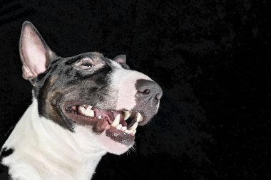 Boğa korkunç siyah bir arka plan üzerinde başkanı. İzole