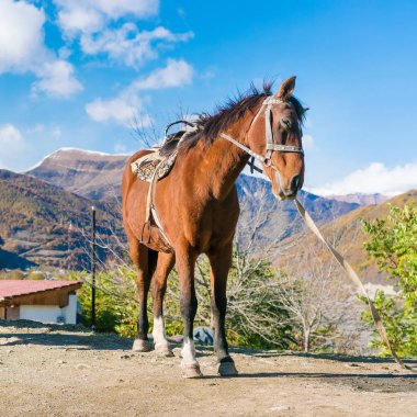 Dağlarda at Brown palan