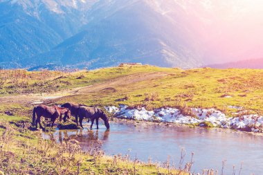 Atları yakın göl güneşli gün, dağlarda