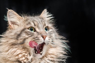 Kabarık gri kedi dilini onun namlu siyah arka plan üzerine yalama