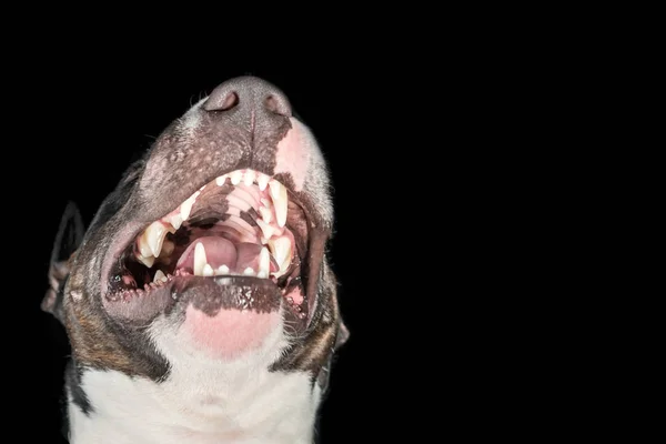 Usta Zębami Spekulować Zwyżkę Terier Czarnym Tle Białym Tle — Zdjęcie stockowe