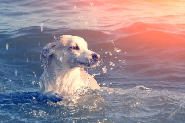 Маленькая Белая Собака Воде — стоковое фото