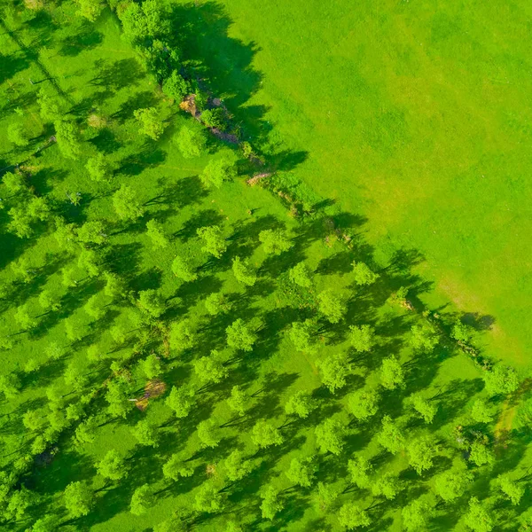 Groene Boomgaard Bovenaanzicht — Stockfoto