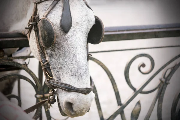 Cavalo Cinzento Com Piscas — Fotografia de Stock