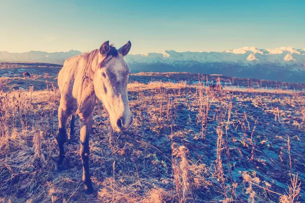Серый Конь Осенью Горах — стоковое фото