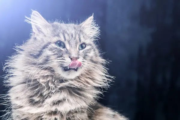 Langue Grise Pelucheuse Léchant Son Nez Dans Lueur Bleue Gros — Photo