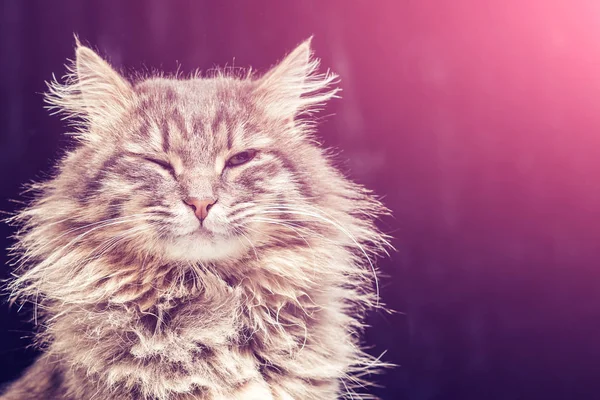 Grå Fluffig Katt Rosa Sken Närbild — Stockfoto
