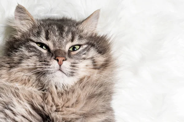 Grå Fluffig Katt Liggande Vit Päls Filt — Stockfoto