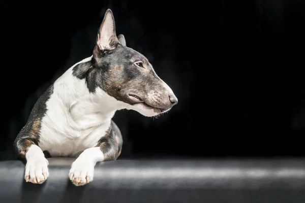 Taureau Terrier Tacheté Couché Sur Fond Noir — Photo