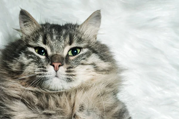 Gris Esponjoso Gato Acostado Una Manta Piel Blanca — Foto de Stock