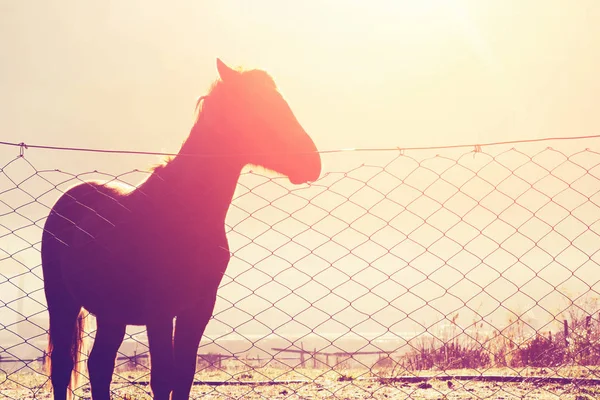 Лошадь Металлической Сеткой Солнечным Светом — стоковое фото