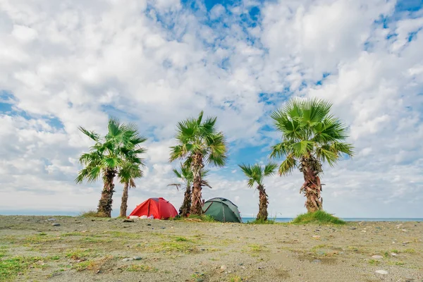 Tourist tents near palm trees on the beach