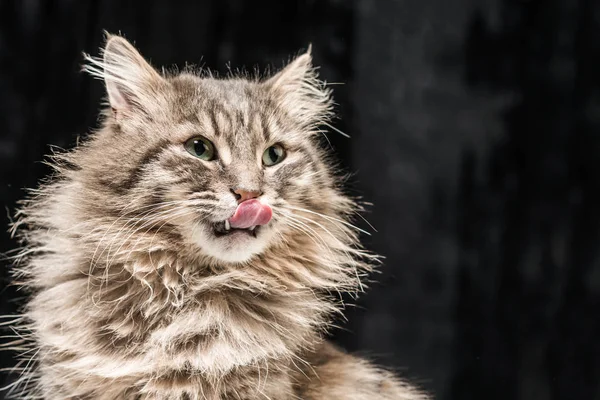 Fluffig Grå Katt Tungan Slickar Hans Näsa Svart Bakgrund — Stockfoto