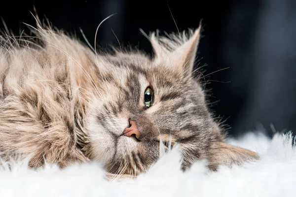 Tête Chat Gris Couché Sur Une Couverture Fourrure Blanche Gros — Photo