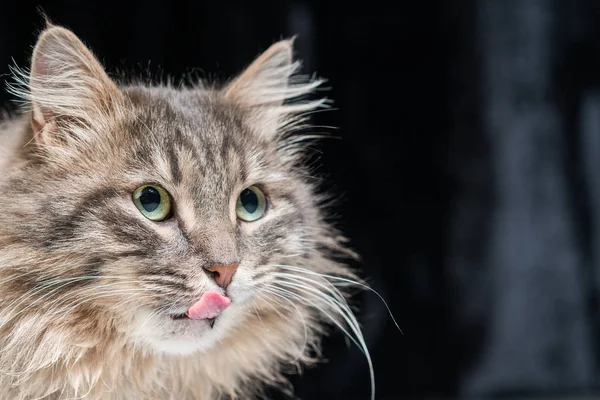 Fluffig Grå Katt Tungan Slickar Hans Näsa Svart Bakgrund — Stockfoto